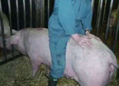 便秘为什么导致猪不吃食,泌乳母猪便秘怎么办快速解决