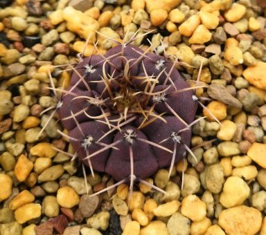 101仙人球,101个仙人球品种