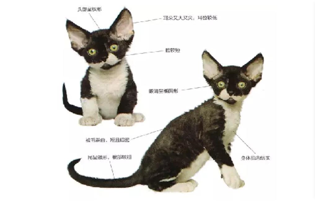 猫中边牧,德文卷毛猫头上有杂毛