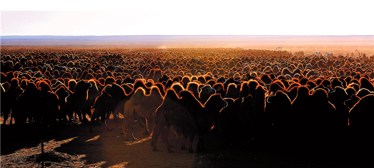 内蒙古阿拉善散养双峰驼,双峰驼是最罕见的动物