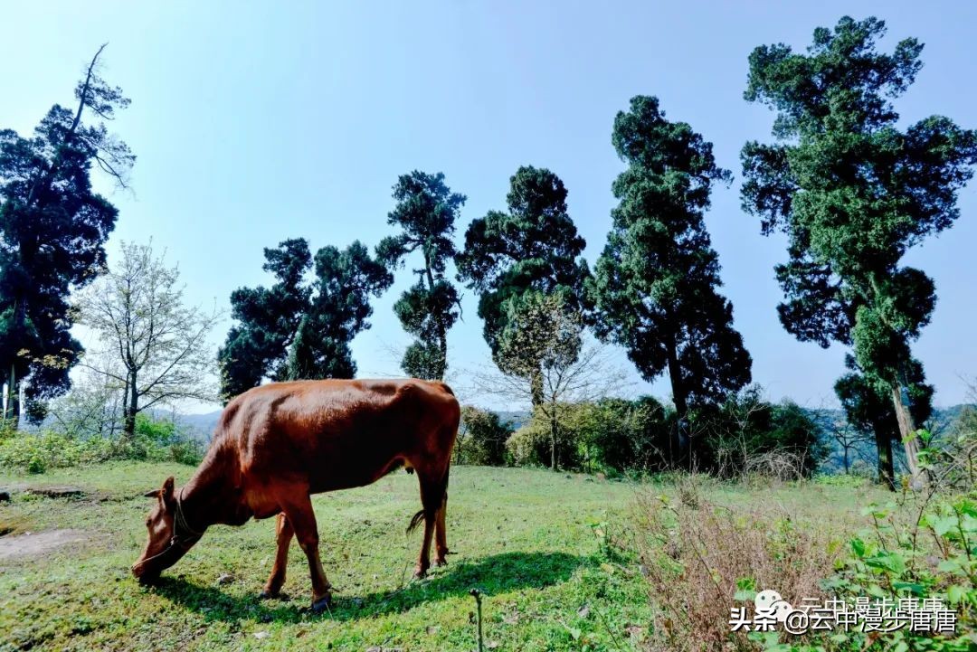 四川岳池黄龙水库,岳池黄龙杨家沟水库