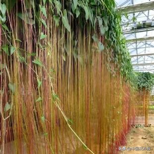 适合花园的花花草草,如何打造四季都有花的花园