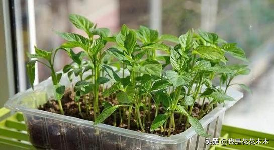 农村种植创业的项目小本生意,农村蔬菜大棚创业项目