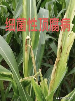 玉米后期病害有哪些,玉米芯腐烂是什么病怎样防治