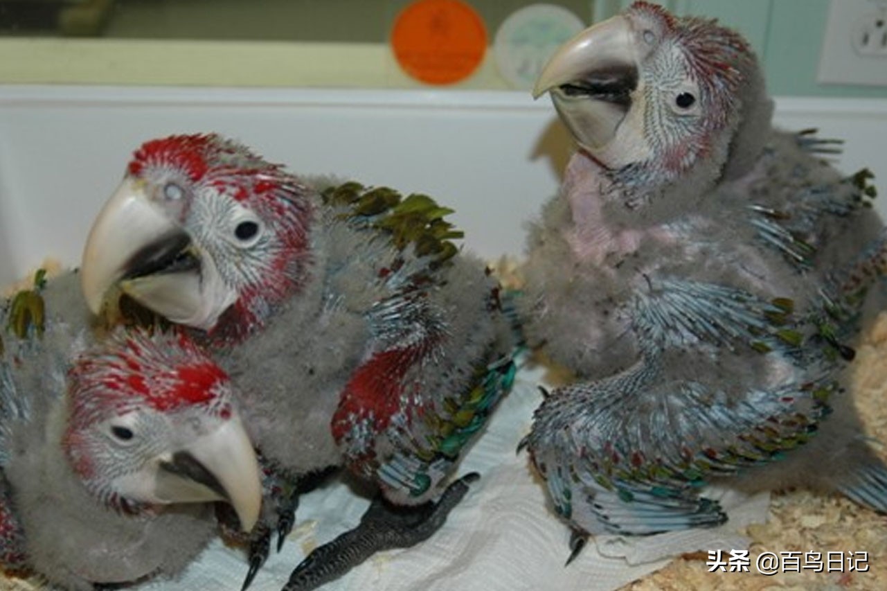 鸟儿身体失温了怎么克服,鸟中暑了怎么治