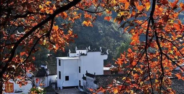 散文追寻遗落的秋光,追寻遗落的秋光全文