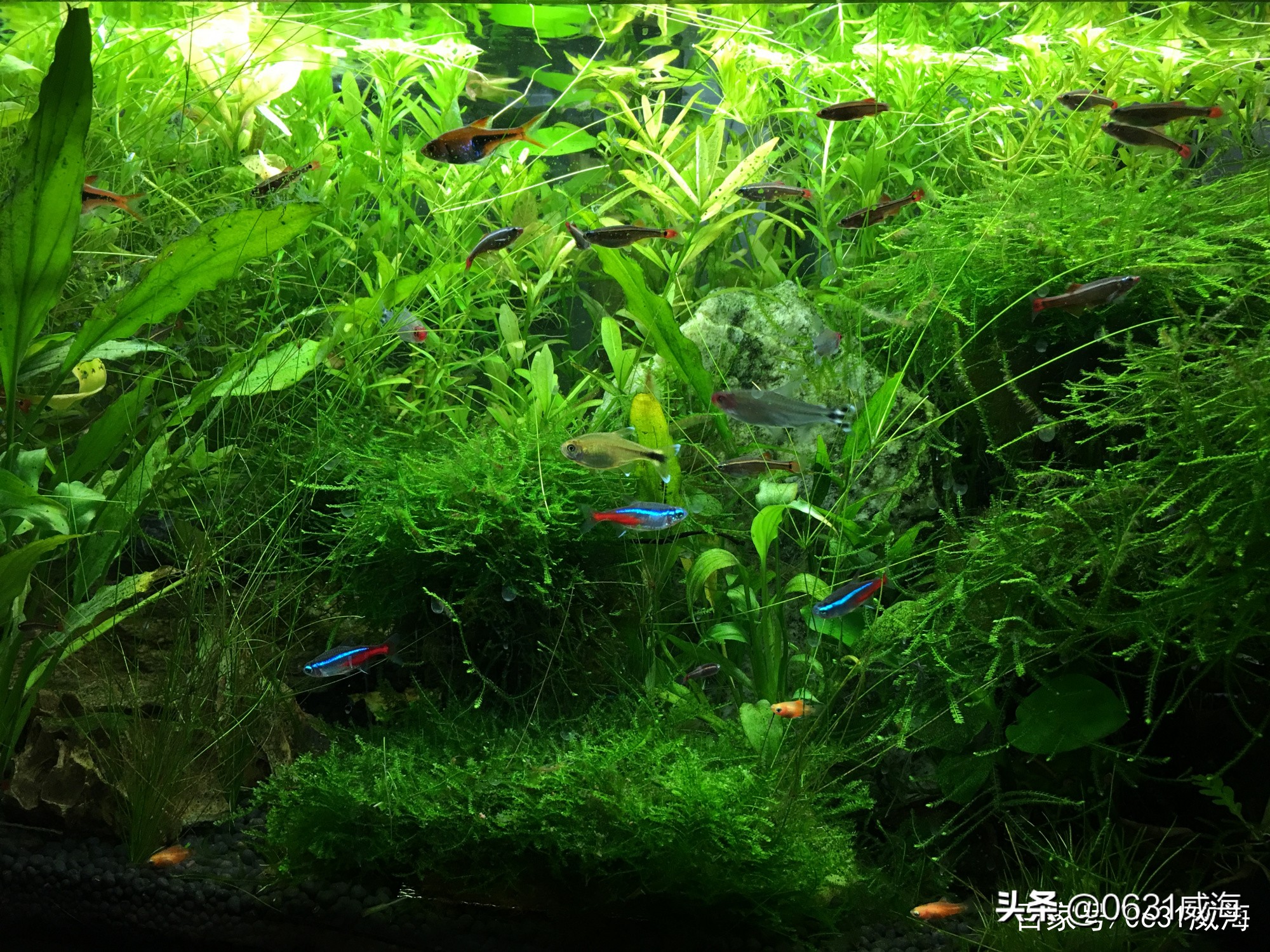 水草泥需要铺底部过滤吗,水草缸用河里的泥