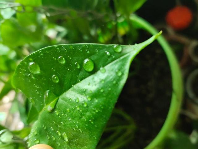 晚上绿萝叶片上有水是咋回事呀,绿萝缺水会出现啥症状