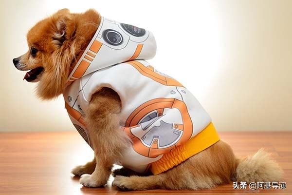 大型狗狗的超酷服装,狗狗好看的服饰