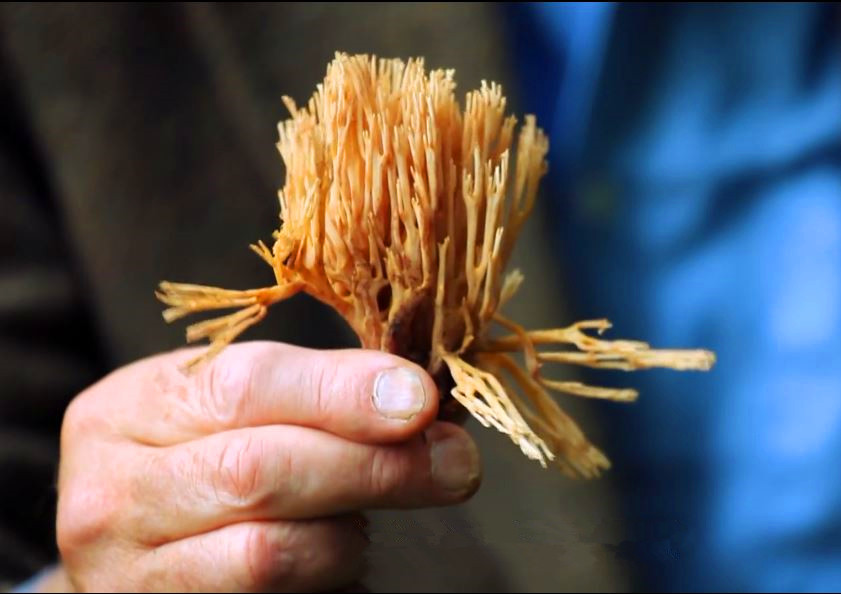 蘑菇是真菌还是植物,香气很浓的蘑菇叫什么菇