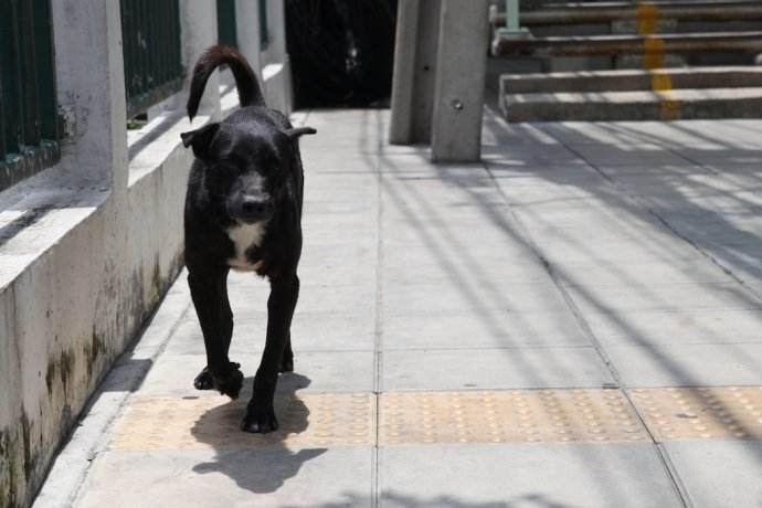 路边流浪狗得了细小怎么救它,路边遇到狗怎么防咬