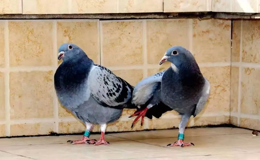 鸽子眼睛变黄,鸽子眼睛褪色是什么病如何治疗