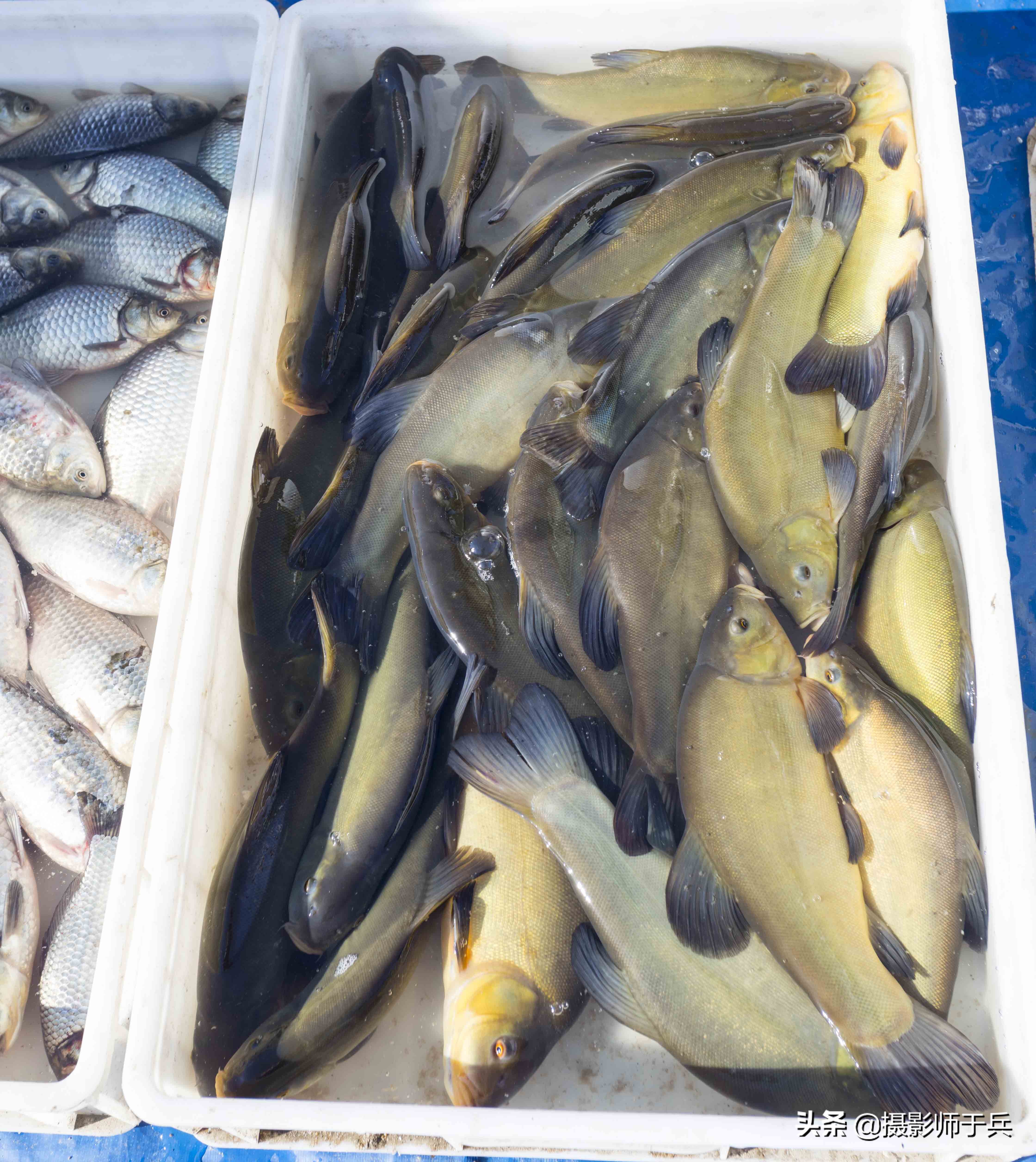 大庆老窖一品老酒42度价格,大庆老酒38度价格多少