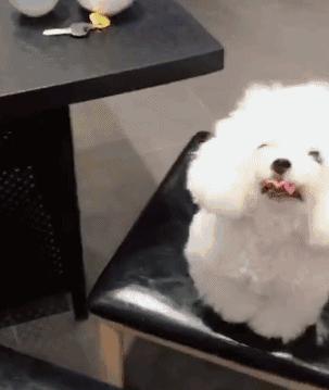 网友带狗狗回家过年,网友带狗狗去哈尔滨