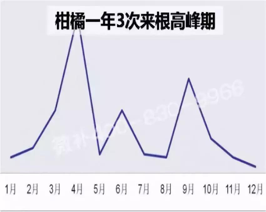 柑橘喷灌好还是滴灌好,喷灌和滴灌对柑橘的影响