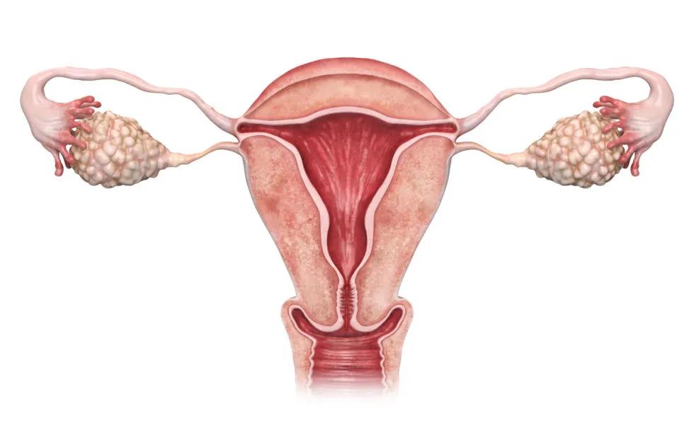 试管促排会影响卵巢功能吗,卵巢功能差做试管可以吗