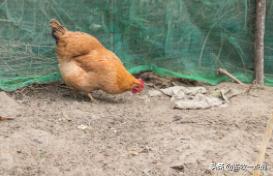 鸡得痛风的症状及治疗方法,鸡痛风用通肾药可以吗