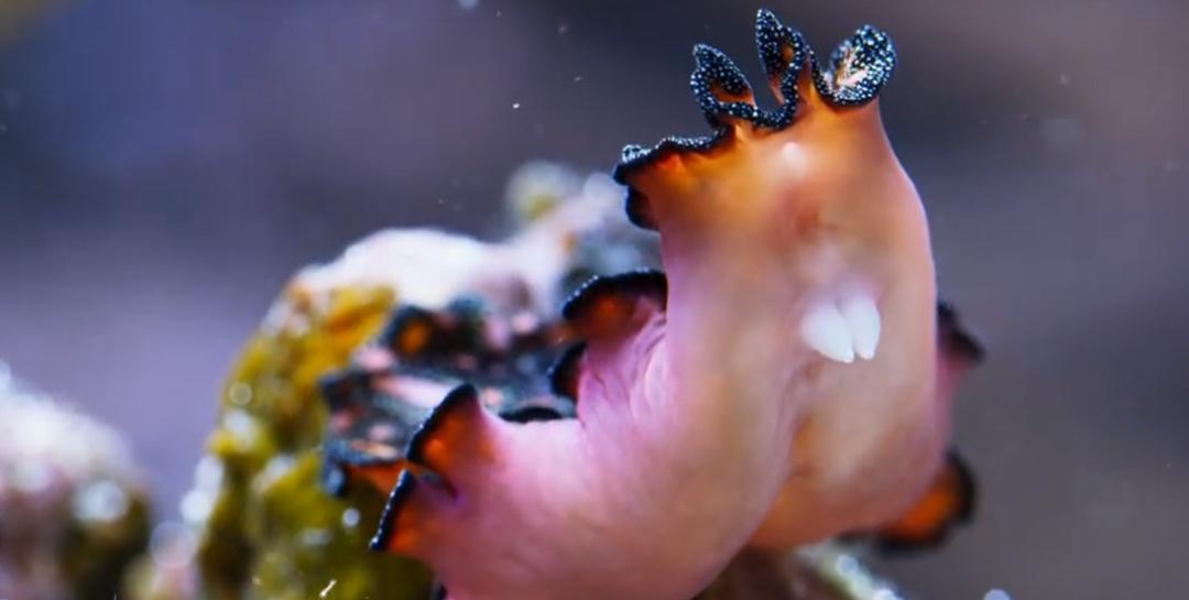 9.9恋爱游戏,9.9分恋爱番