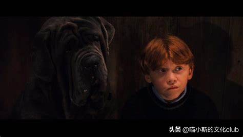 哈利波特电影中真实的动物演员,哈利波特里的动物演员