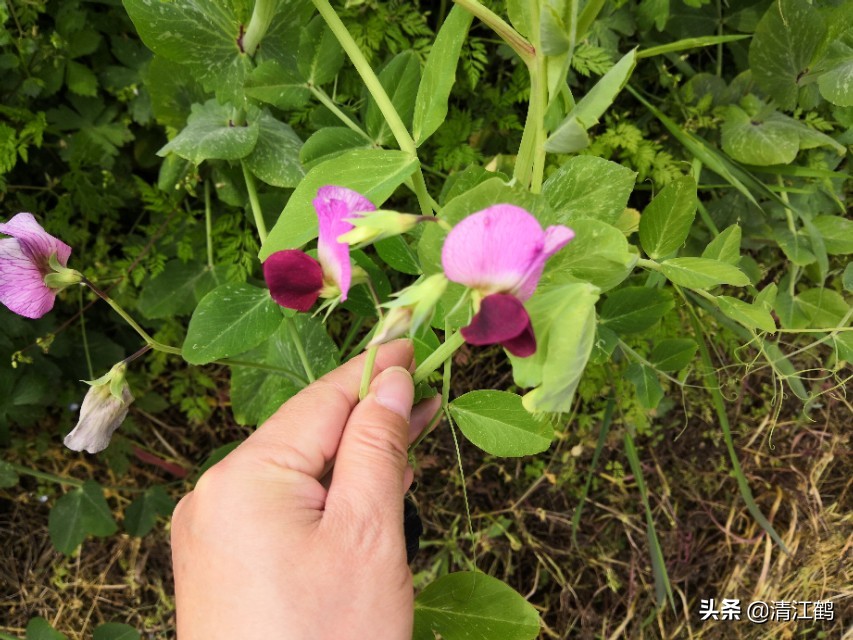 酢浆草叶子枯萎怎么办,豌豆苗蔫儿了如何抢救