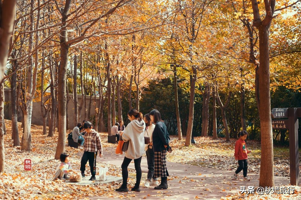 常熟网红枫林秋意盎然，游客络绎不绝，百年老店五道菜肴165元