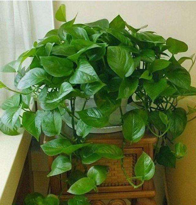 绿萝枝条上长了根，这是好事，不要乱剪，留着用处大