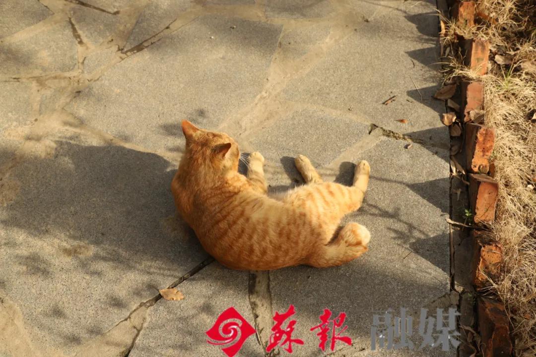 苏州旅游必打卡的10个景点,苏州适合周末放松的景区