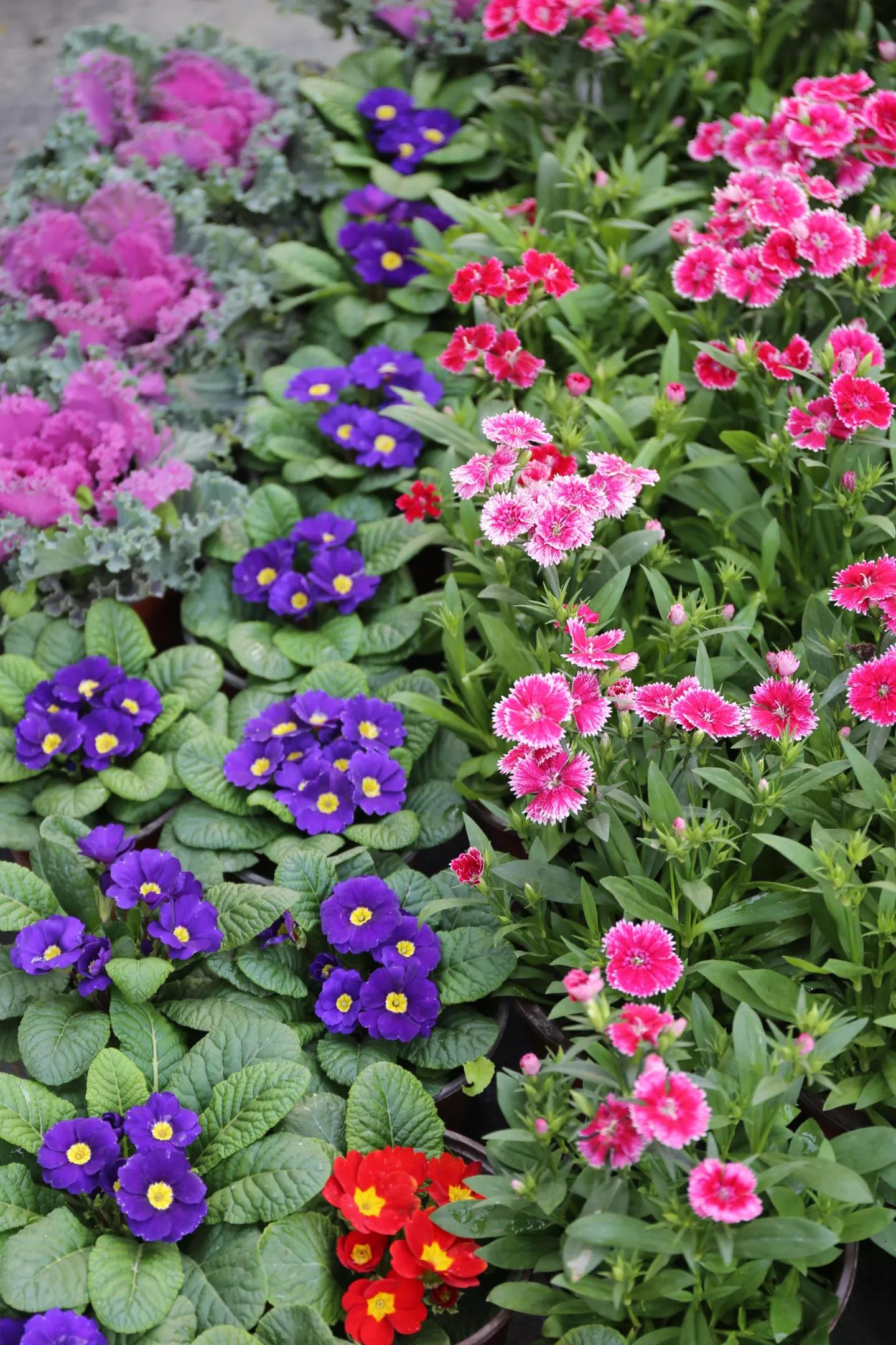 春天的花园作文,春天的花园作文400字四年级