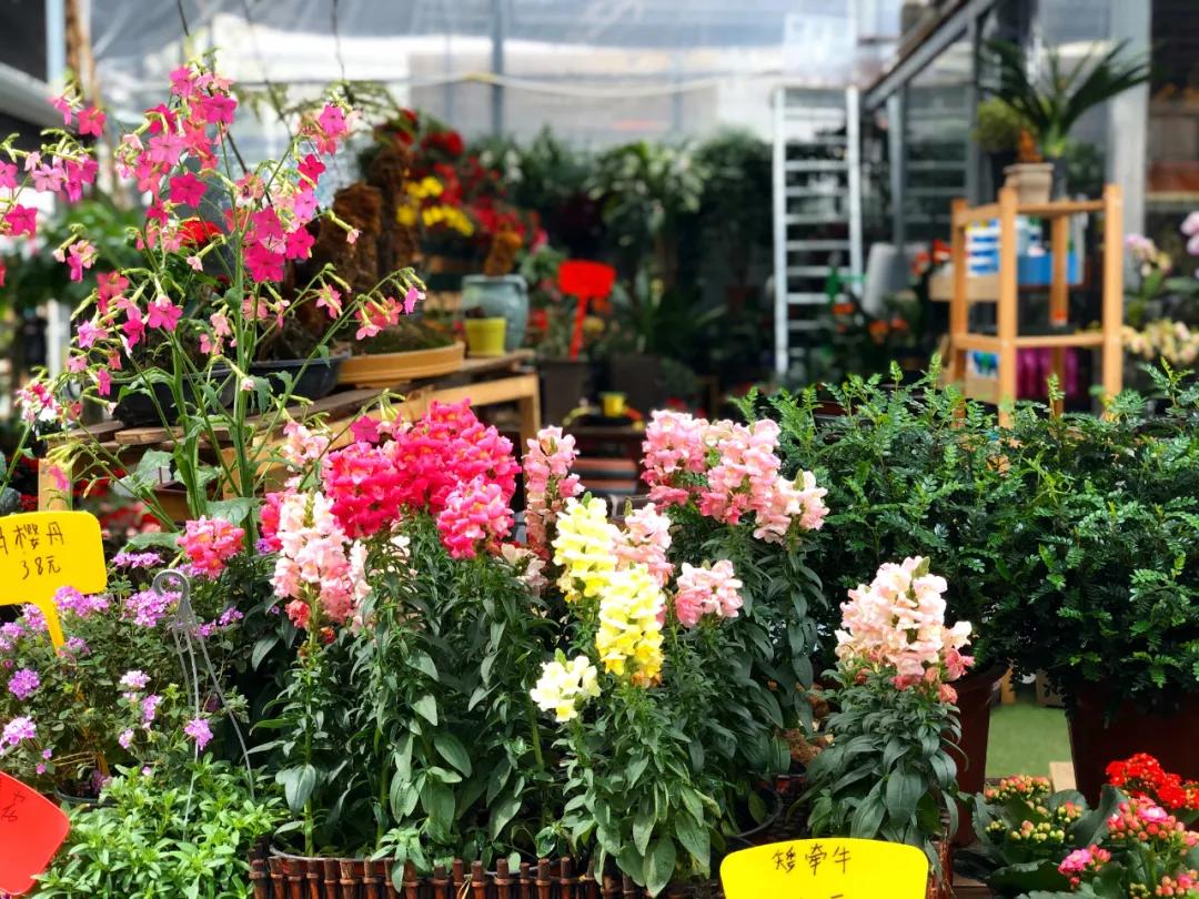 重庆花市排名前十名,重庆花市哪里最便宜