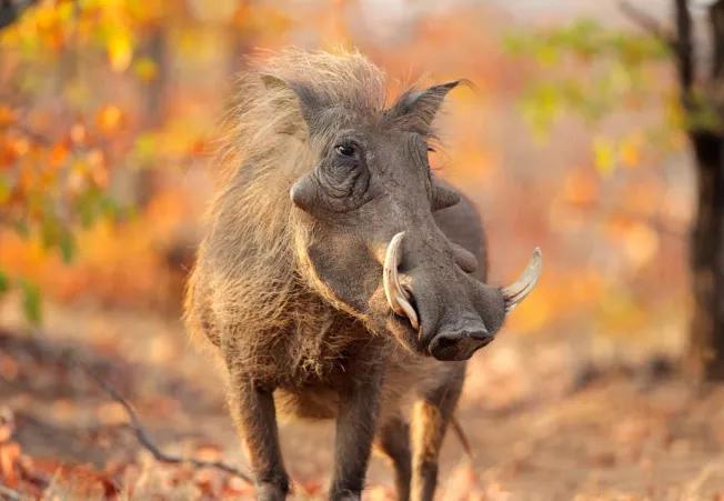 汇闻奇录(第十章)黑熊败逃战场,无花果树上造火球击退野猪群