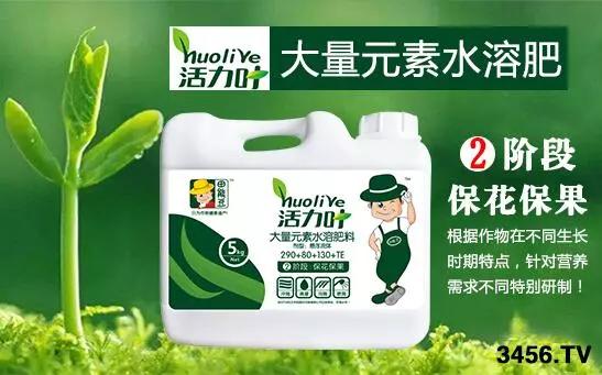 大姜的高产种植技术指导视频,大姜高产标准化种植技术