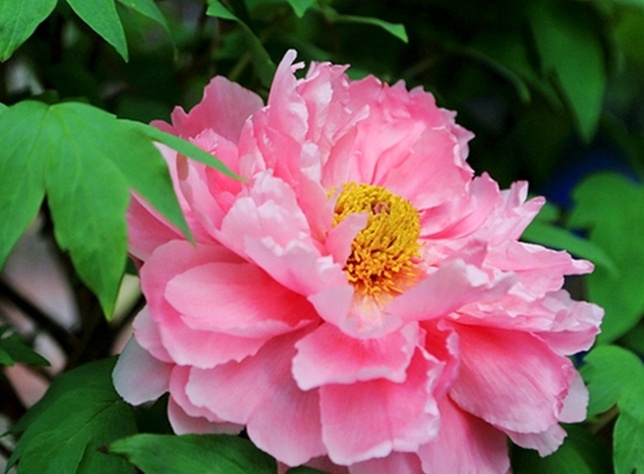 牡丹花怎么浇水,牡丹花怎么养才能活