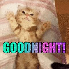 如何挑选一只健康的小猫咪,怎样快速得到小猫咪