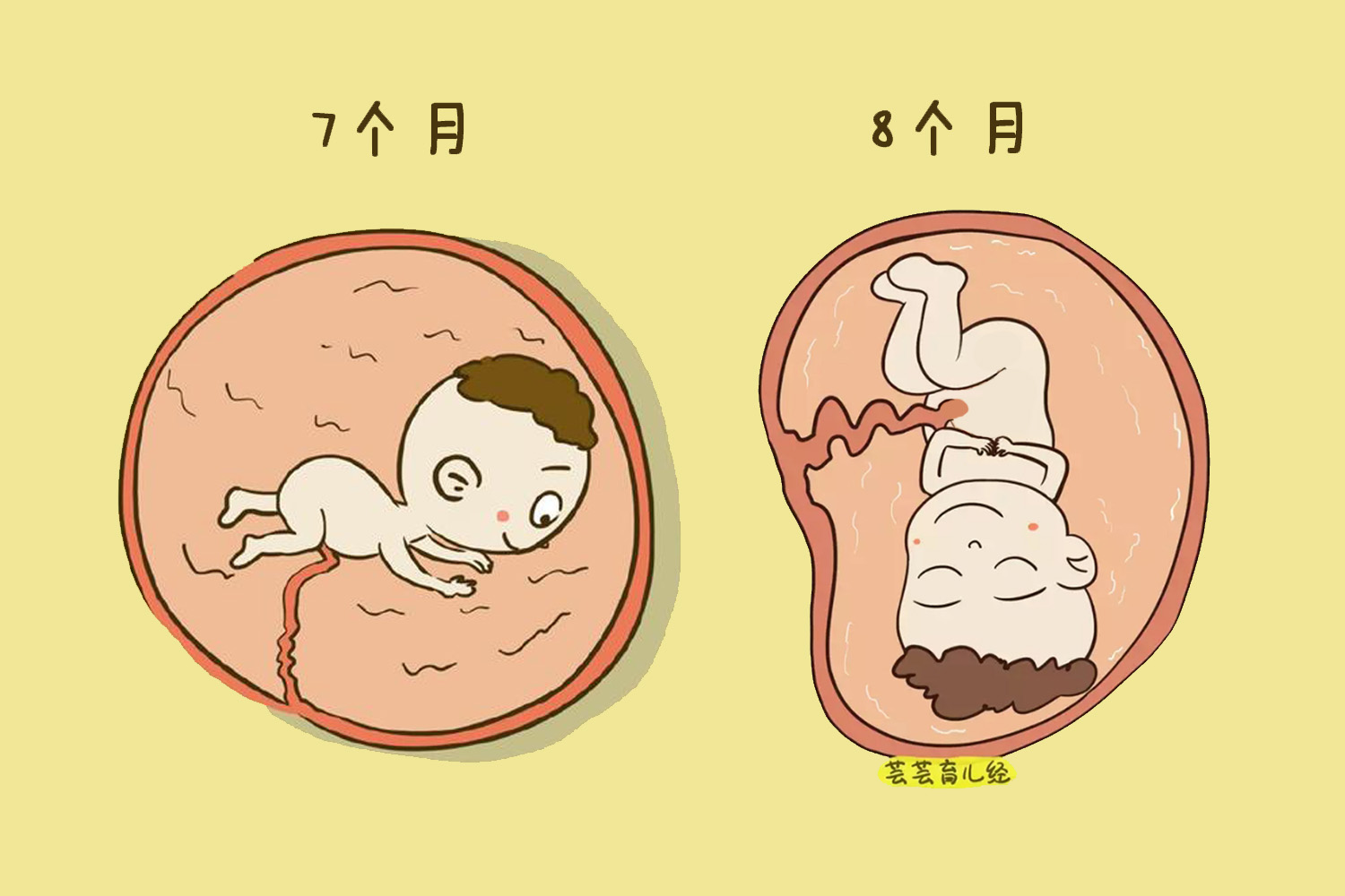 胎儿七活八不活是怎么回事,为什么说胎儿七活八不活