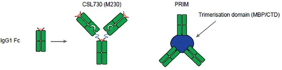 下一代抗体改造之路--自免疫疾病,上)