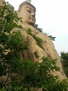 日照直播,日照绿茶价格表