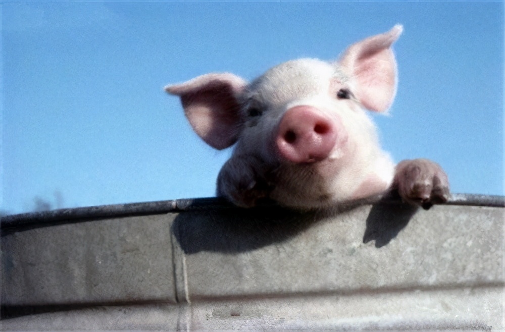 老家的猪圈猪吃食,农村猪圈喂了两头猪