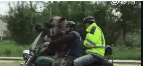 普京新传完整版,别惹我普京新传书籍