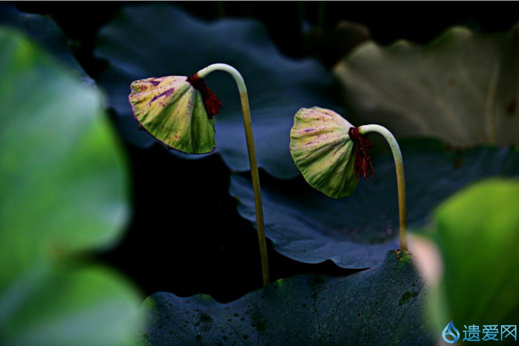 摄影欣赏：《早荷始盛开，良人入梦来。》