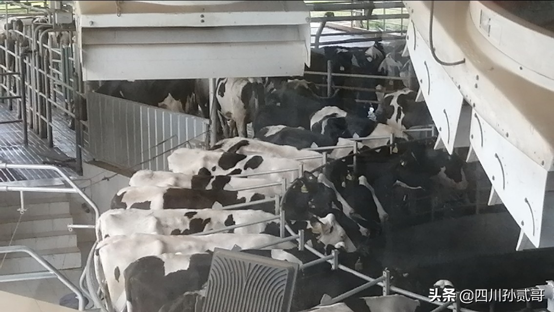 雪宝奶牛场,参观雪兰牛奶工厂心得体会