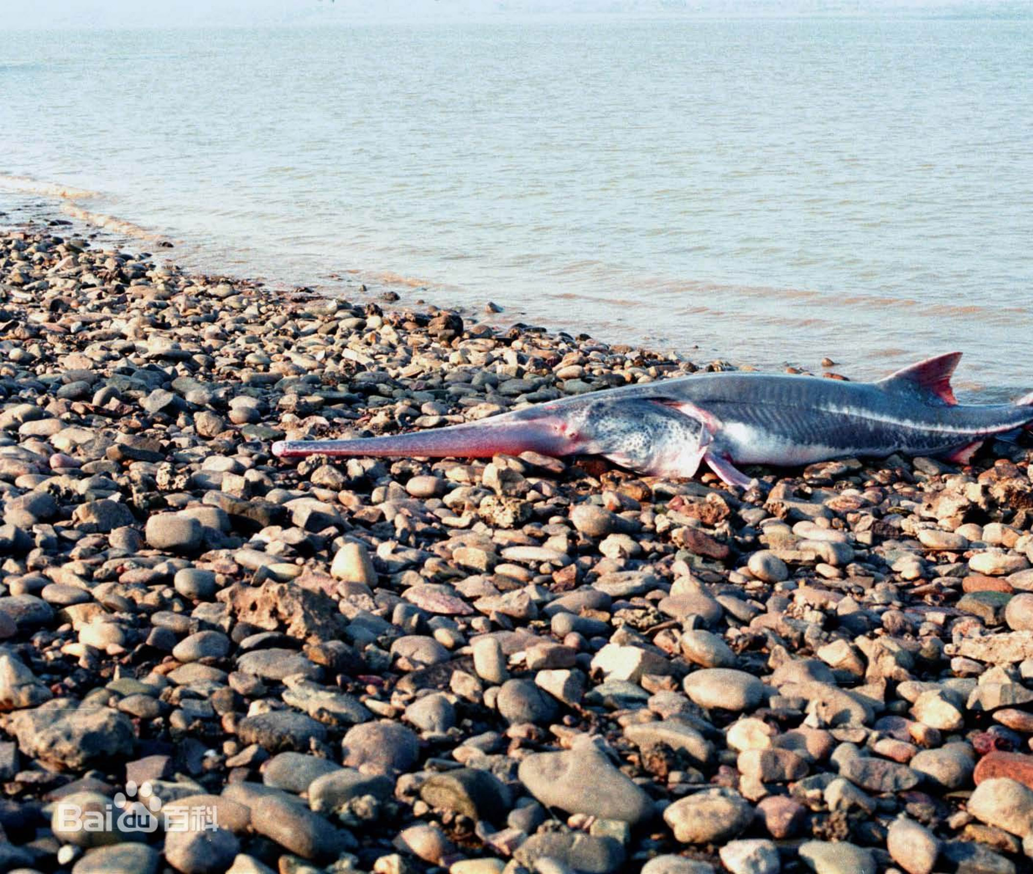 第六次生物大灭绝都会灭绝什么,第六次物种灭绝