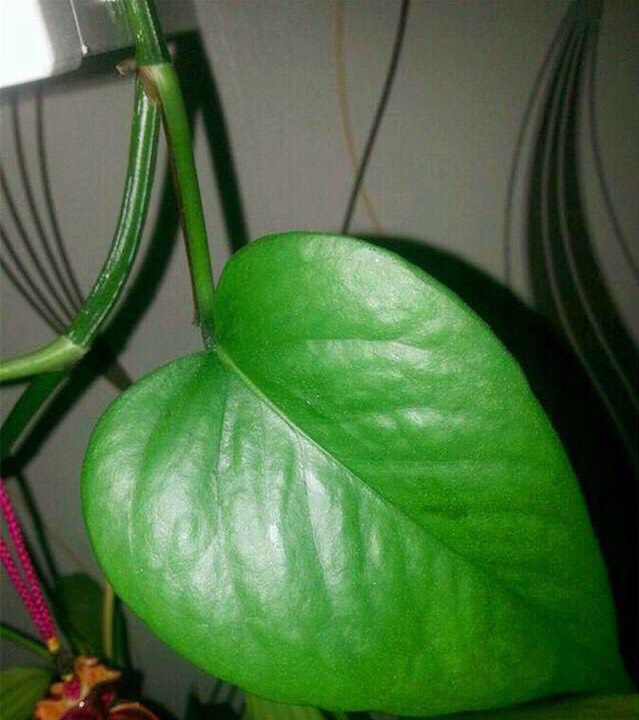 绿萝怎么浇水施肥更旺,怎么给绿萝浇水长得快