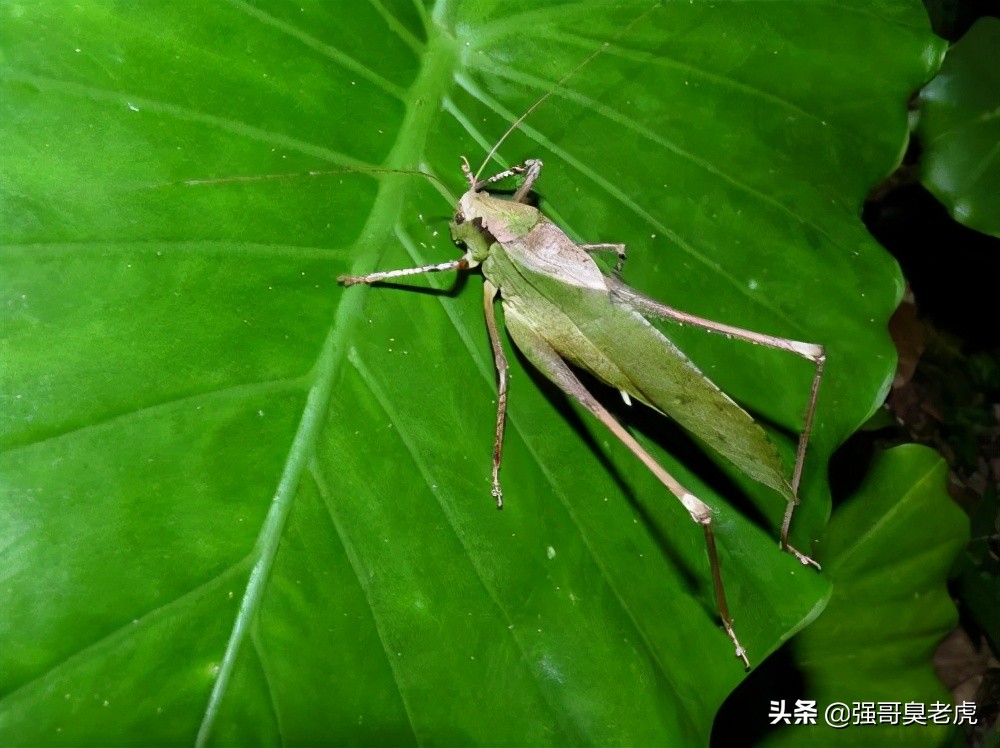 旧蓉城的市声（崔显昌）