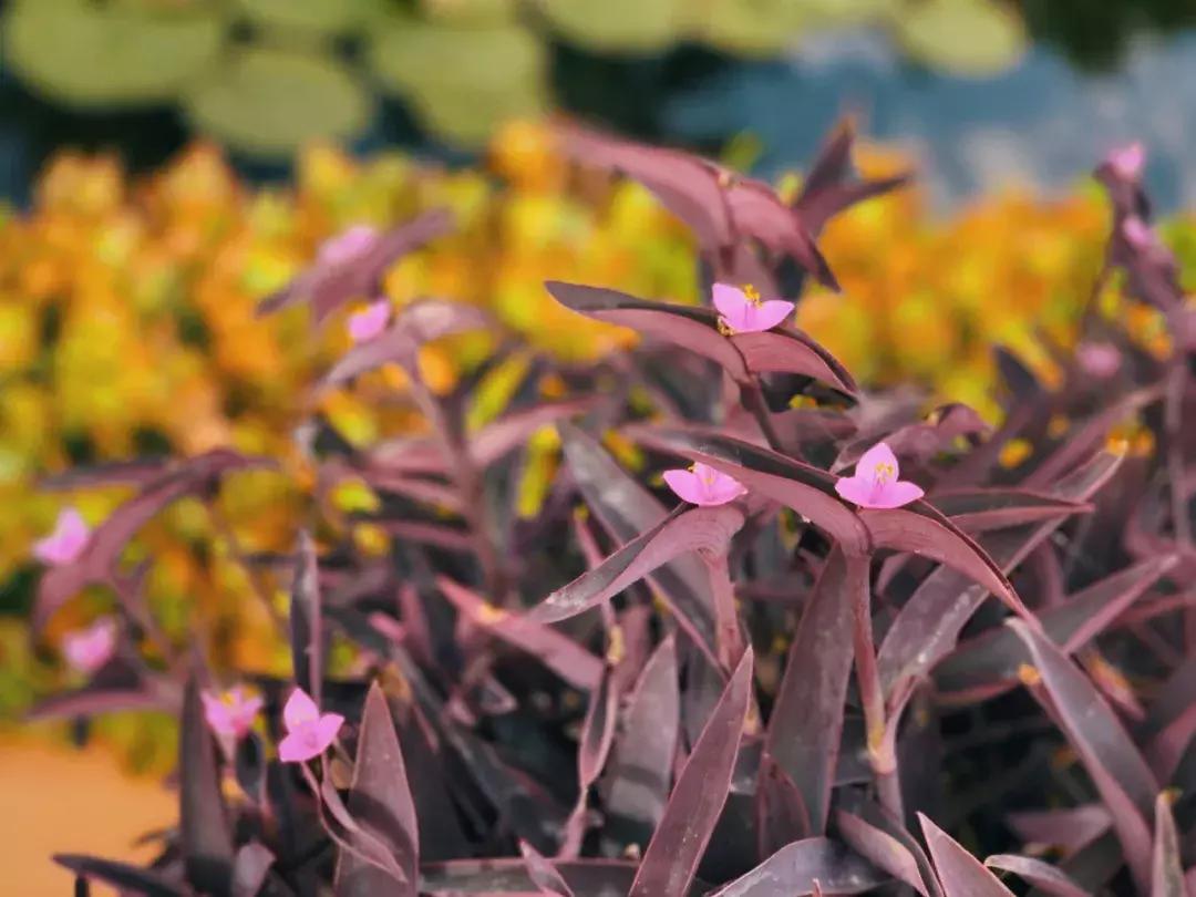 在摩洛哥皇宫，穿拖鞋看秀，是什么体验？