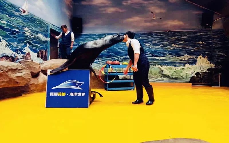 海洋剧场秀、丛林萌宠乐园、风车向阳花，昆明热闹新春，属于它