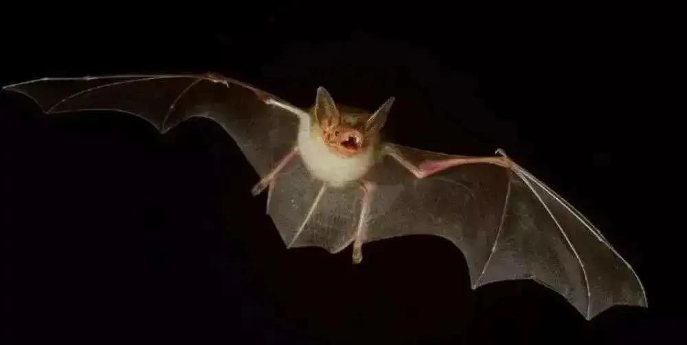 天花病毒如何干掉人类,天花病毒怎么意外消灭的