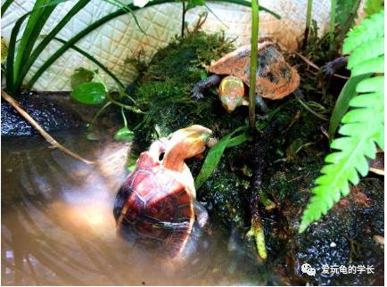 黄缘龟该如何造景,黄缘龟造景用河沙