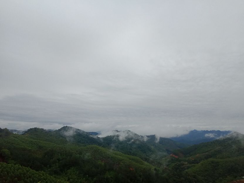 中国人民武装警察部队森林消防,武装森林警察部队
