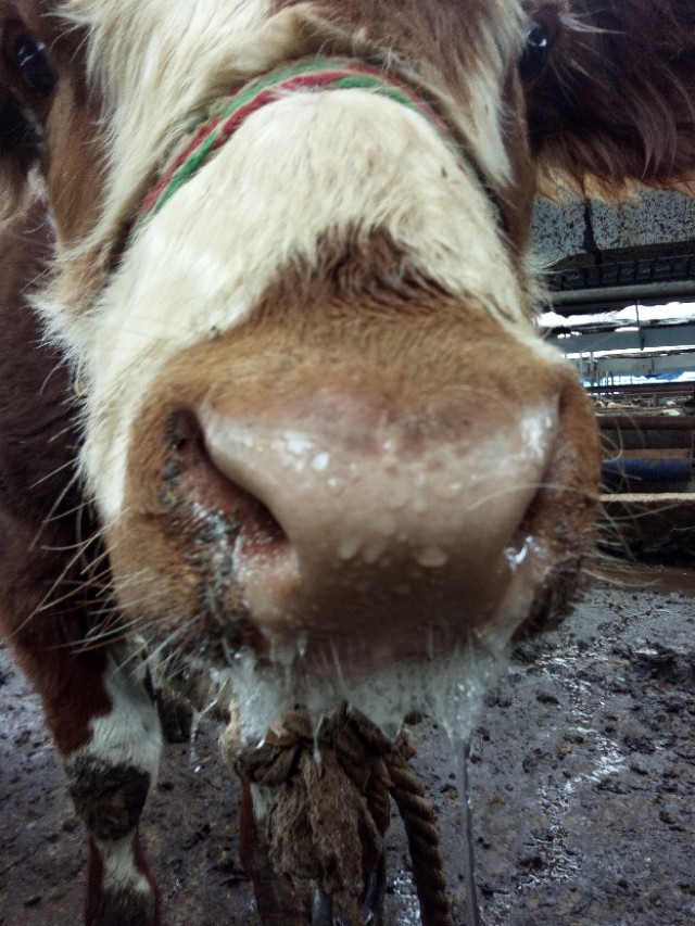 牛口蹄疫一般几天结束,牛口蹄疫怎么治