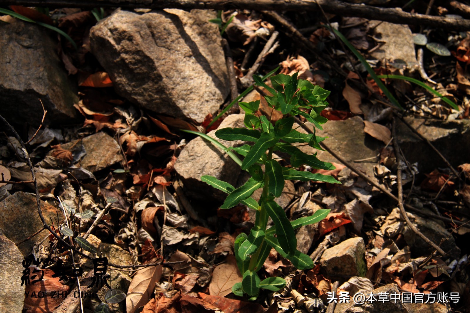 【本草百科·药知鼎——狼毒】花美却是恶毒之药，杀飞鸟走兽